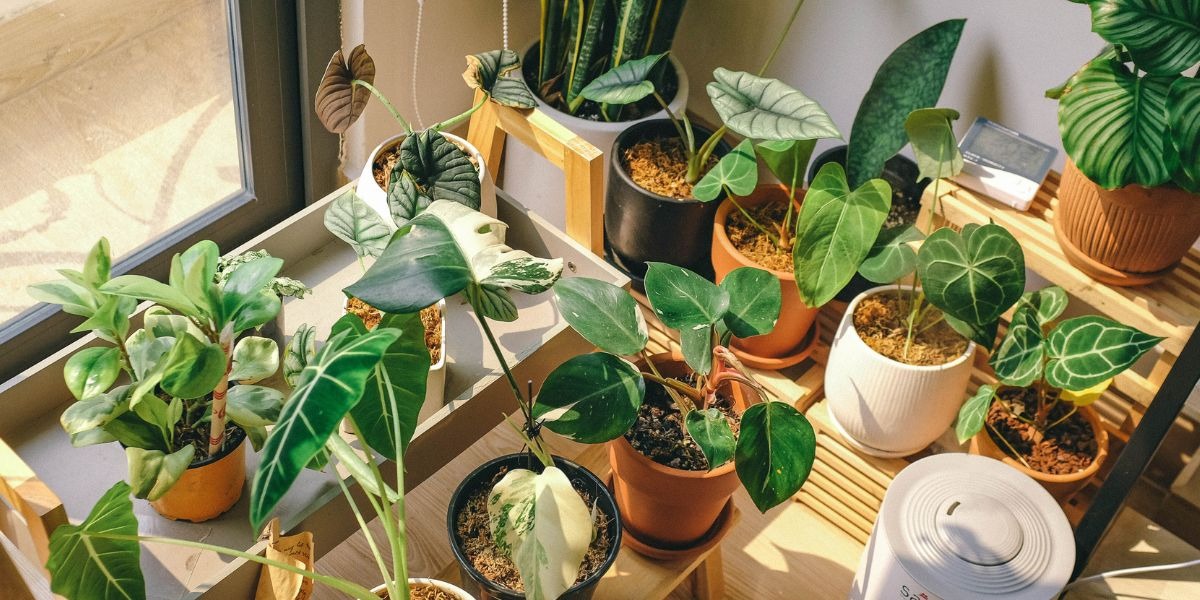 🌿 Plantes Pour Tous revient à la Galerie Espace Anjou !