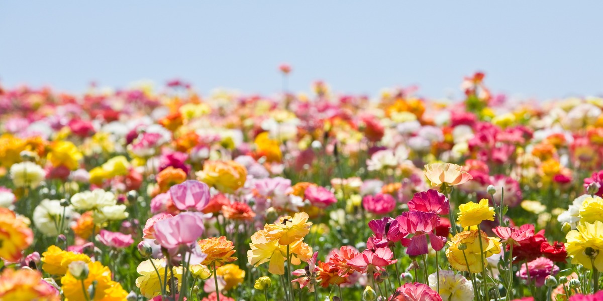🌸Le 30 mai, l'instant Beauté avec la fleur gagnante ! 